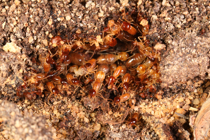 Learn to Identify Stop Termite Infestation in Bay Area CA