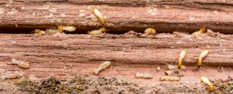 Species of Termites Found in California | MightyMite Termite