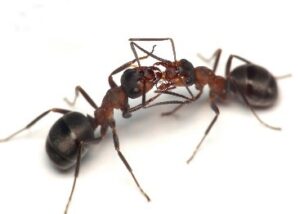Ants Control Services in Bay Area, CA