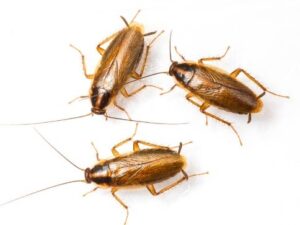 Cockroach Removal Services in Bay Area, CA