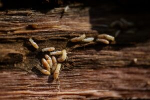 Why Do DIY Termite Treatments Fail?
