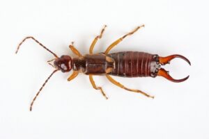 Earwigs Removal Services in Bay Area, CA
