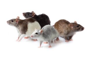 Rats and mice Control Services in Bay Area, CA