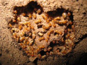 Subterranean termites were found in a broken mud tube in the Bay Area, CA, by MightyMite Termite.