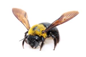 Male Carpenter Bees, Bay Area, CA - Pest Control Services