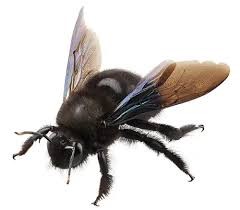 Female Carpenter Bees, Bay Area, CA - Pest Control Services