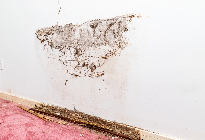 Hidden termite activity behind the baseboard of a wall with obvious water damage, Bay Area, CA - Pest Control Services