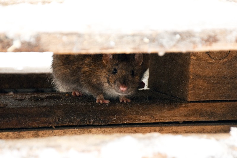 Rat Hiding Under Wood