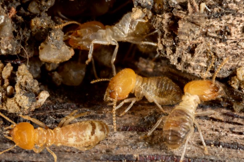 Termites at work in Bay Area, CA