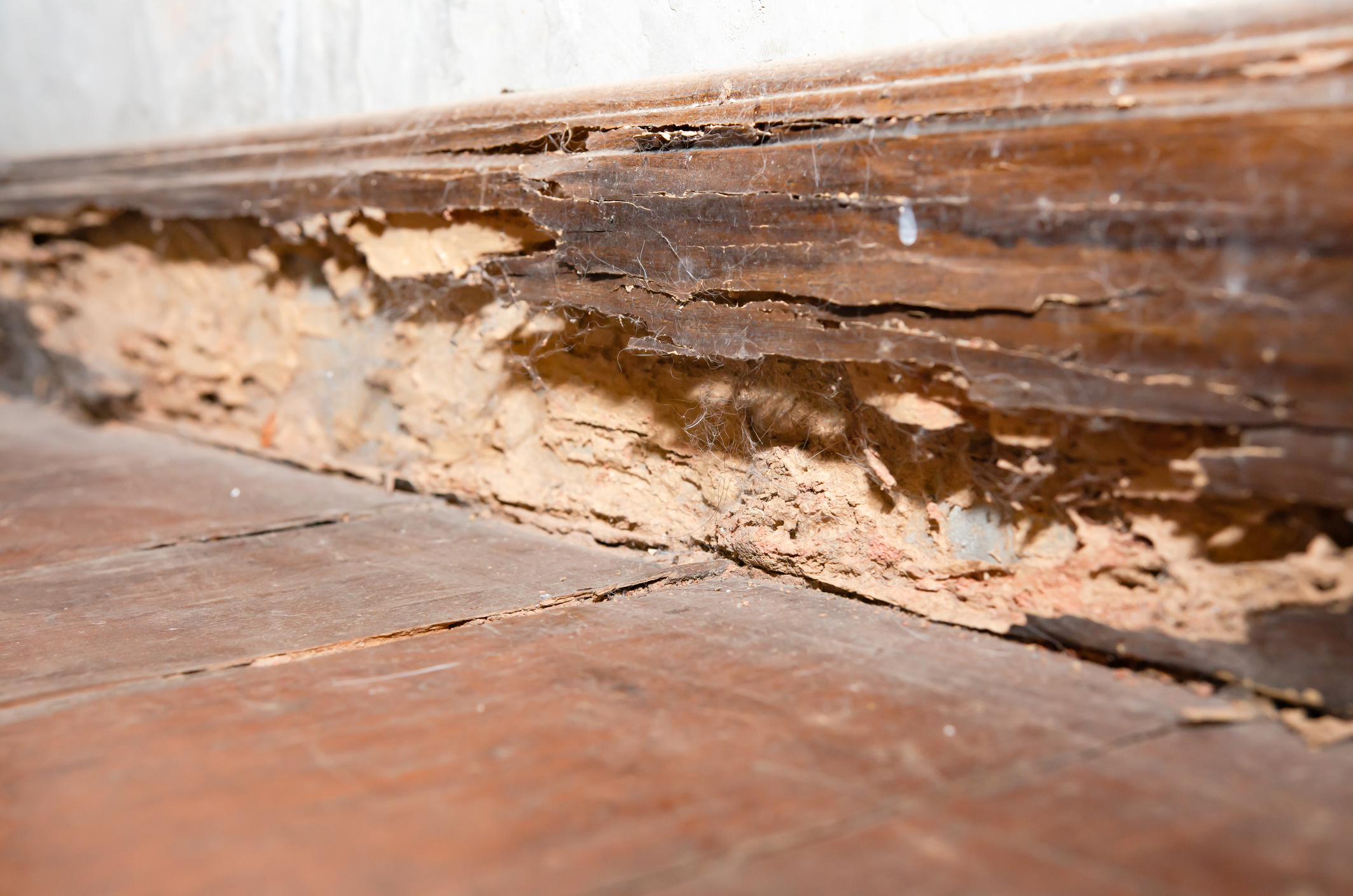 Timber beam of door damaged by termite in Bay Area, CA