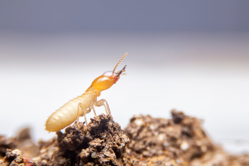 Small termite on decaying timber in Bay Area, CA