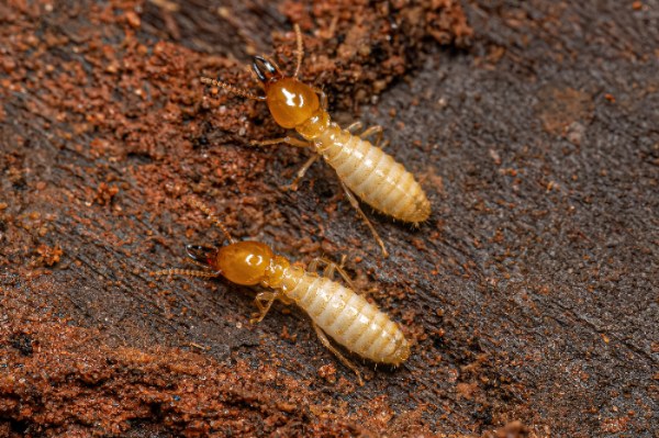 Small Typical Termite in Bay Area, CA